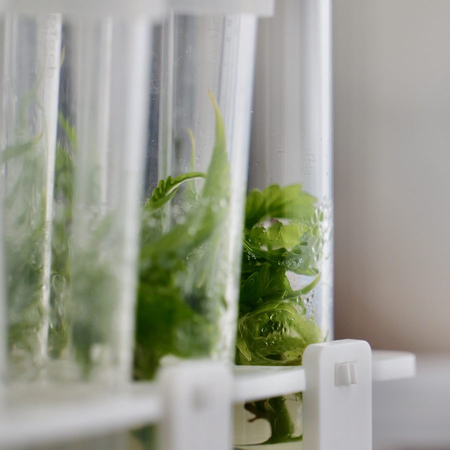 Rack of test tubes with tissue culture plantlets growing in a laboratory